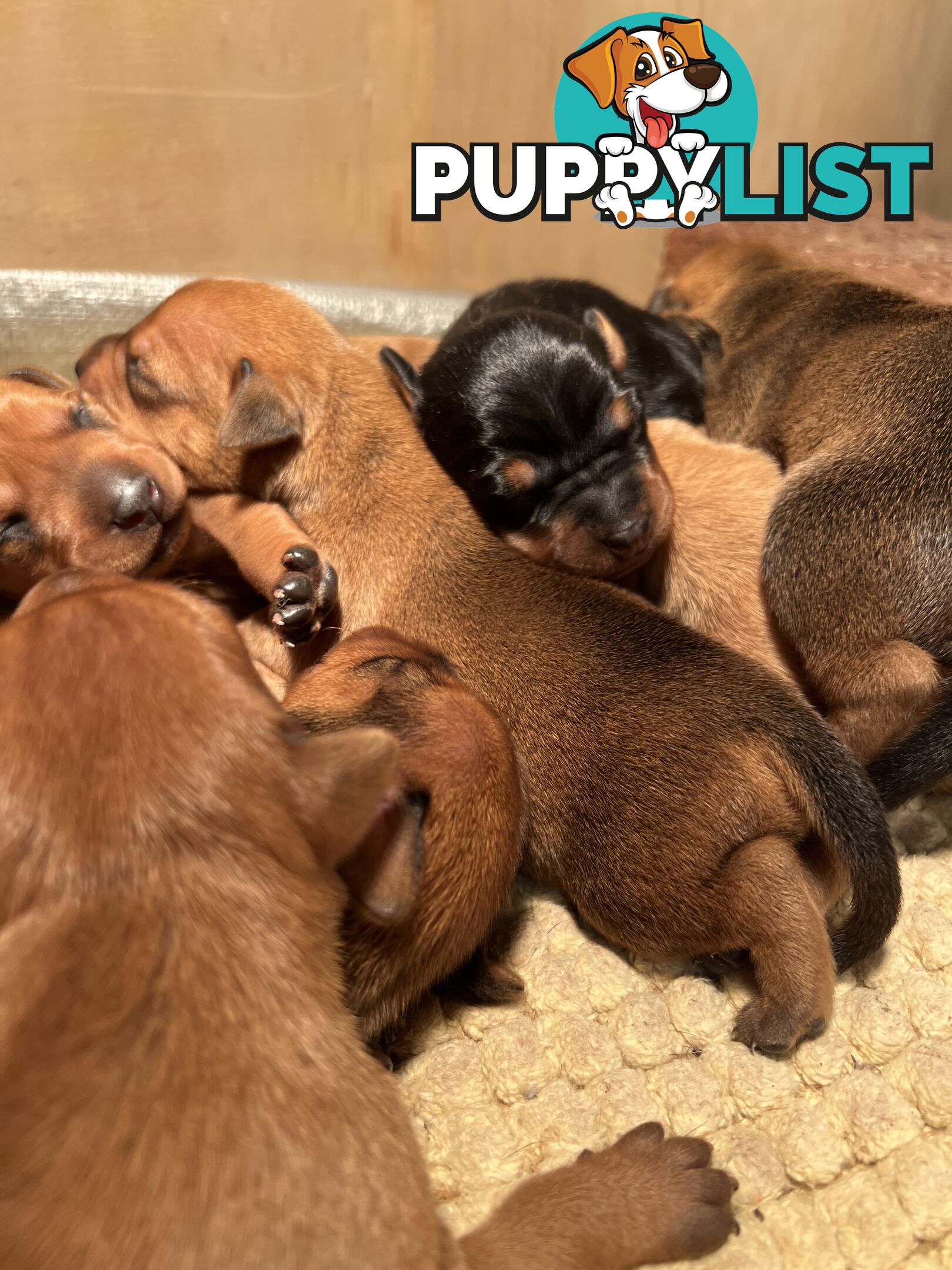 Rare German Pinscher x Miniature Pinscher Puppies – 7 Gorgeous Girls