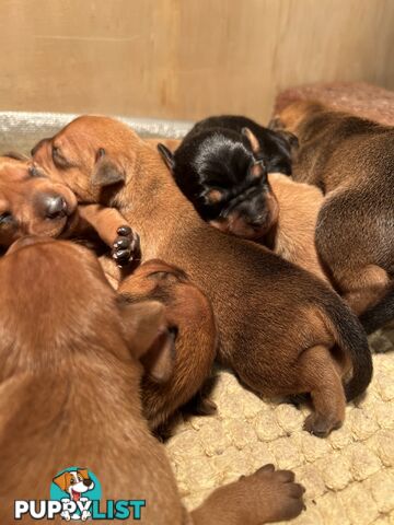 Rare German Pinscher x Miniature Pinscher Puppies – 7 Gorgeous Girls