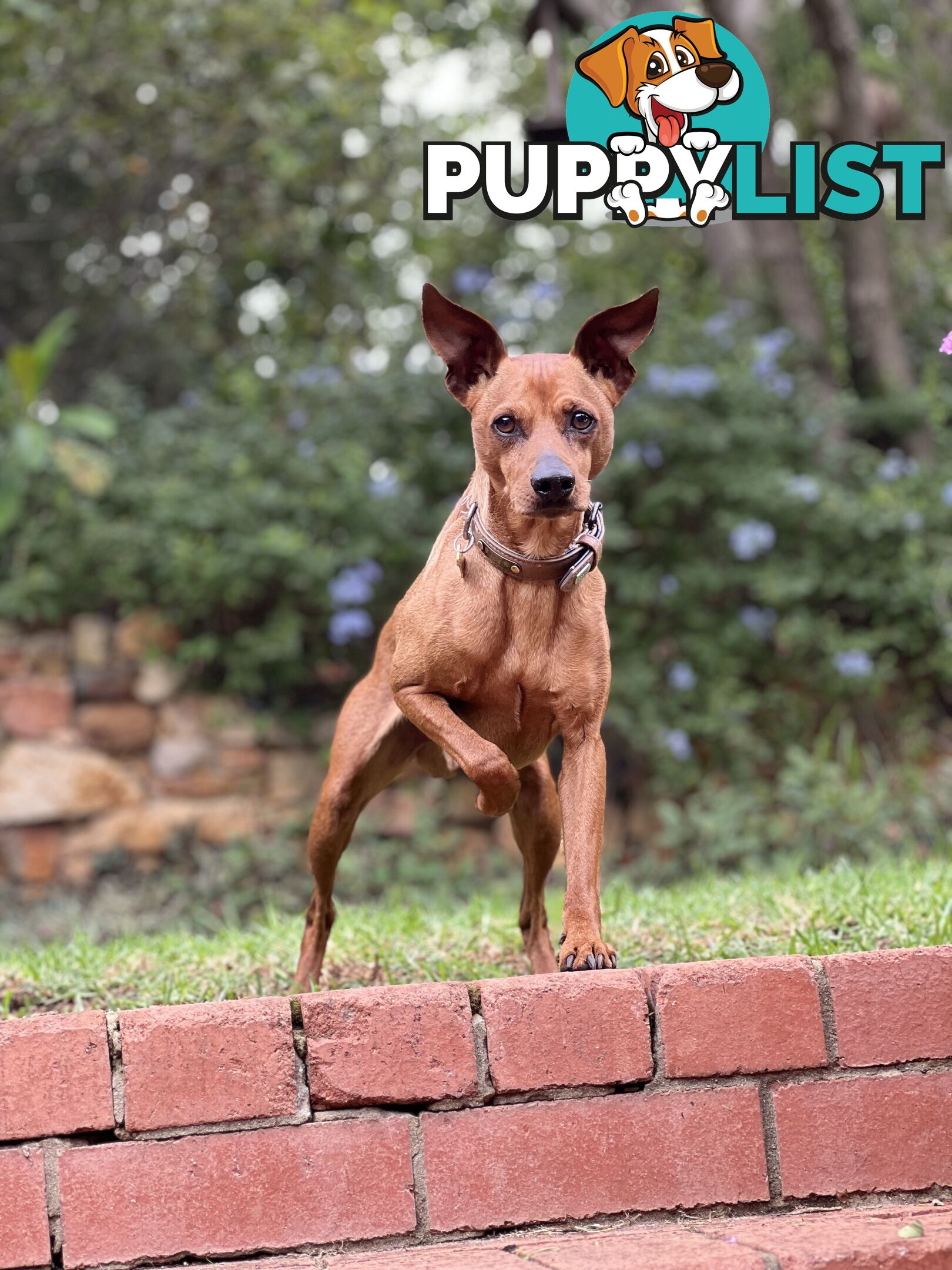 Rare German Pinscher x Miniature Pinscher Puppies – 7 Gorgeous Girls
