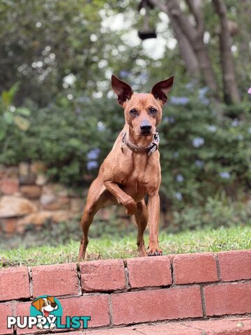 Rare German Pinscher x Miniature Pinscher Puppies – 7 Gorgeous Girls
