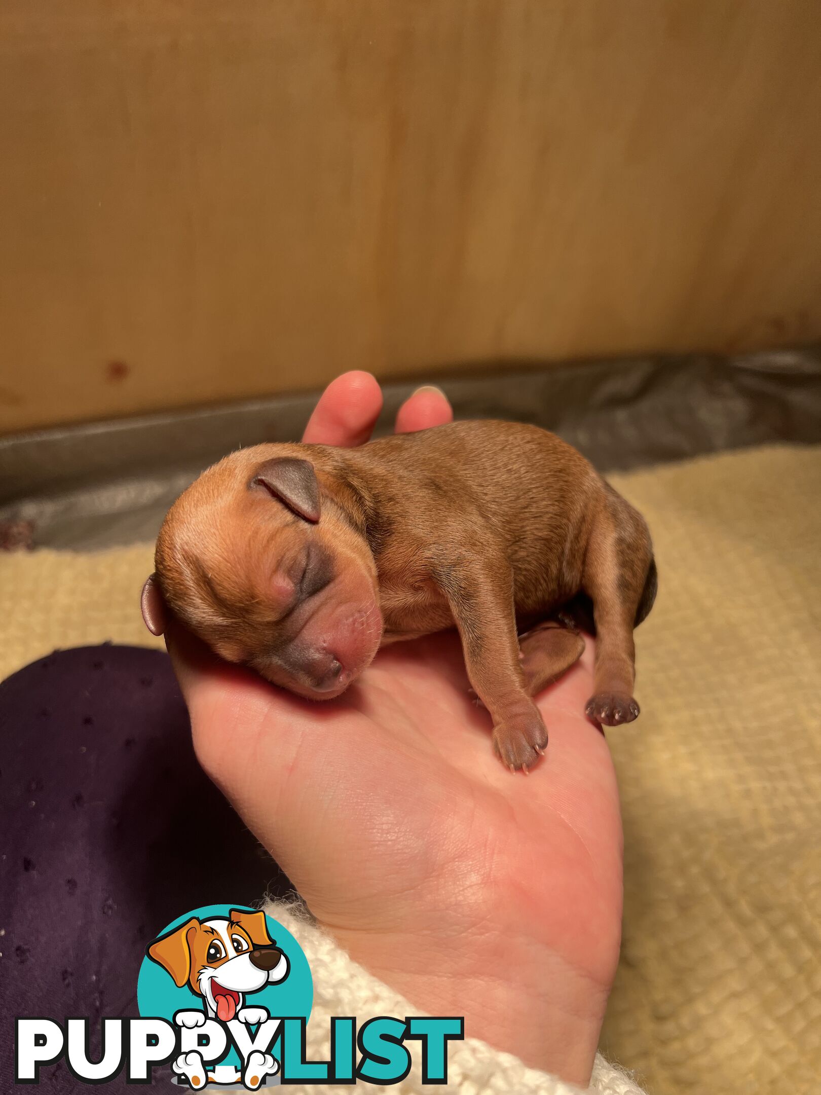 Rare German Pinscher x Miniature Pinscher Puppies – 7 Gorgeous Girls