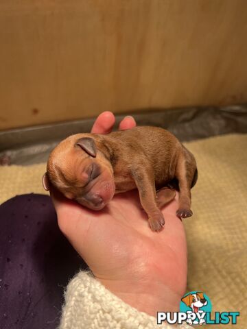 Rare German Pinscher x Miniature Pinscher Puppies – 7 Gorgeous Girls