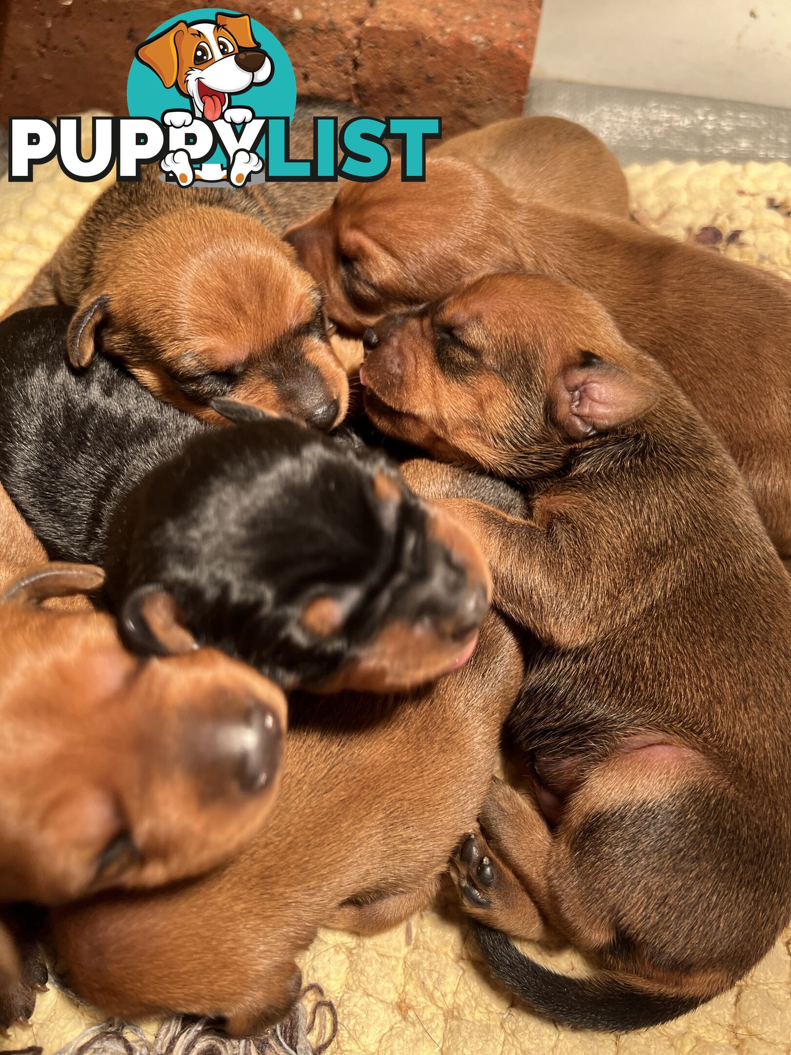 Rare German Pinscher x Miniature Pinscher Puppies – 7 Gorgeous Girls
