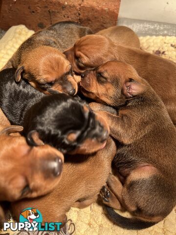 Rare German Pinscher x Miniature Pinscher Puppies – 7 Gorgeous Girls