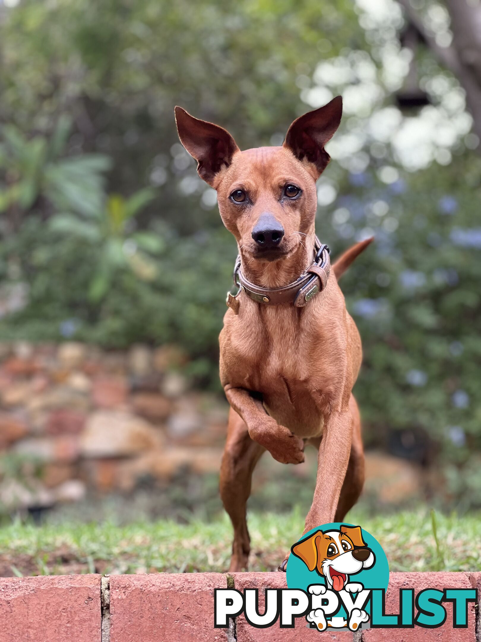 Rare German Pinscher x Miniature Pinscher Puppies – 7 Gorgeous Girls