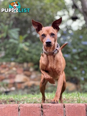 Rare German Pinscher x Miniature Pinscher Puppies – 7 Gorgeous Girls