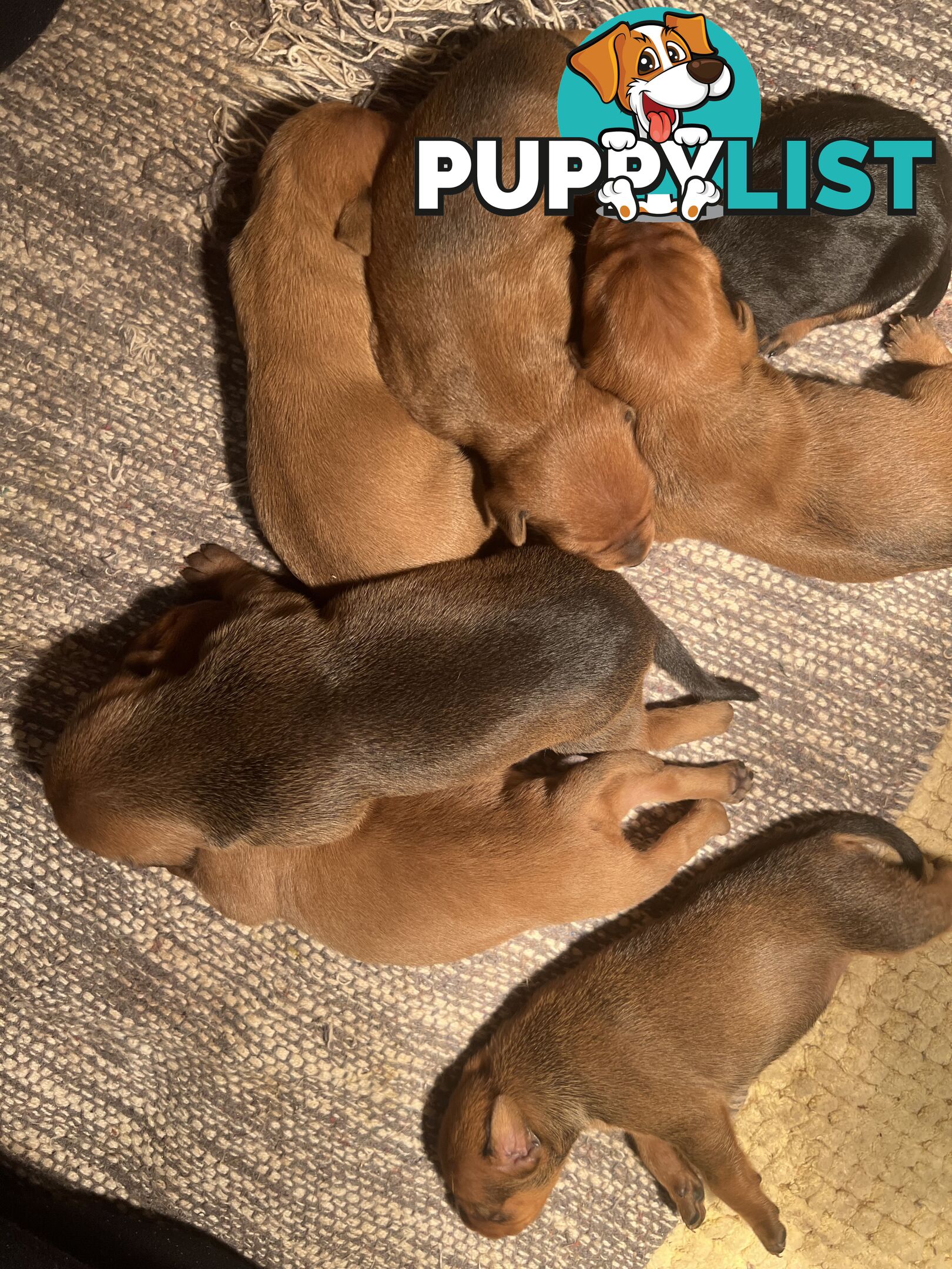 Rare German Pinscher x Miniature Pinscher Puppies – 7 Gorgeous Girls