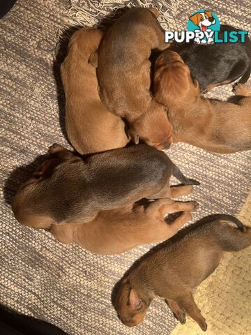 Rare German Pinscher x Miniature Pinscher Puppies – 7 Gorgeous Girls