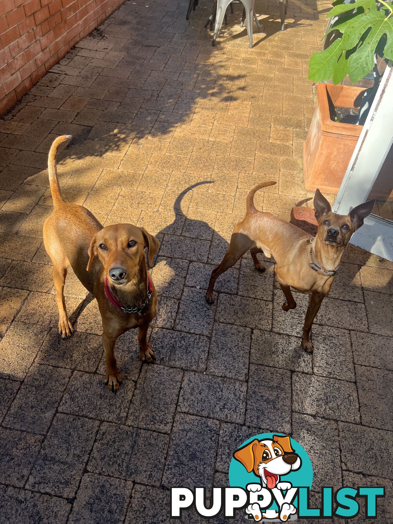 Rare German Pinscher x Miniature Pinscher Puppies – 7 Gorgeous Girls