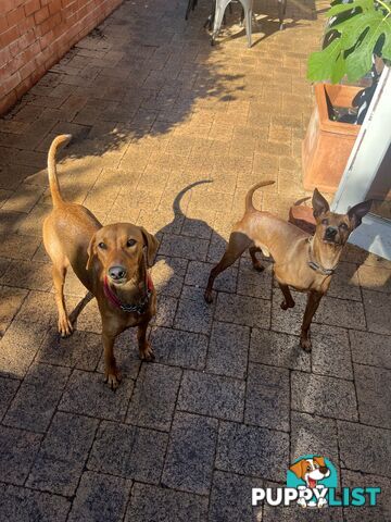Rare German Pinscher x Miniature Pinscher Puppies – 7 Gorgeous Girls