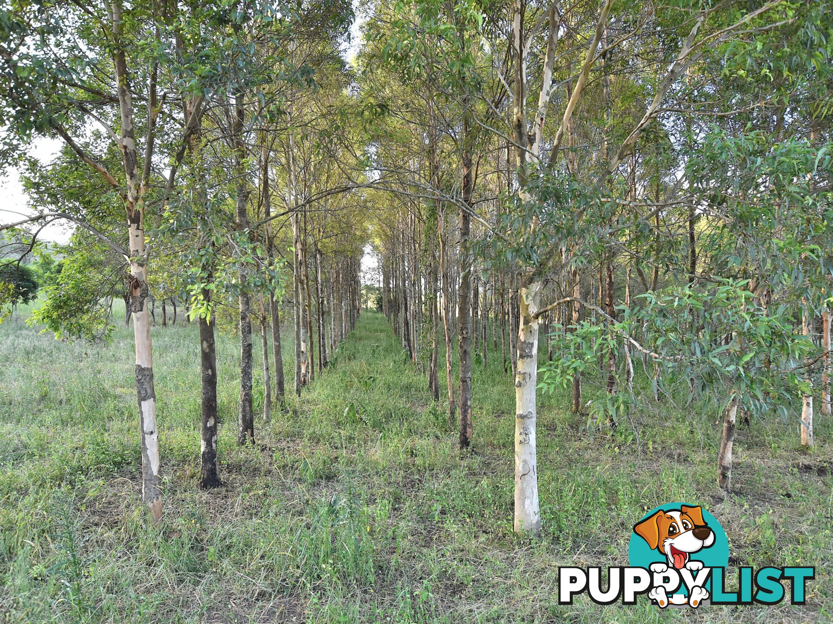 515 Mary Smokes Creek Road SANDY CREEK QLD 4515