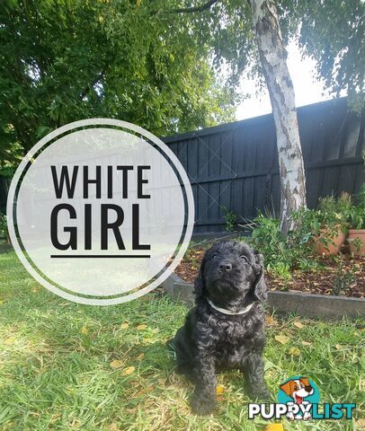 Only 1 left-Black Mini Groodle Puppies - Available now
