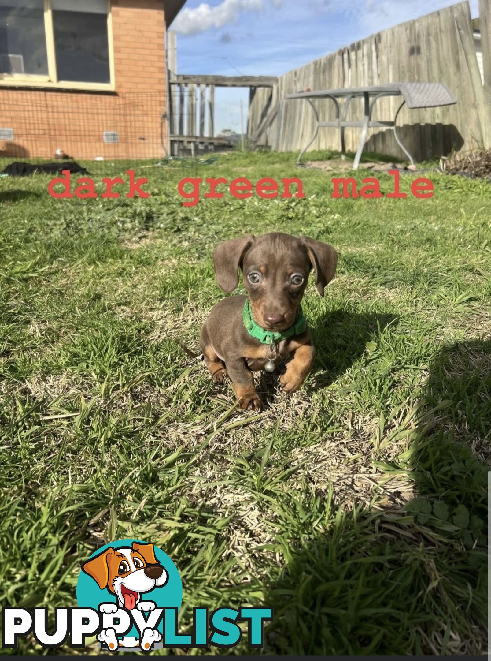 miniature dachshund puppies