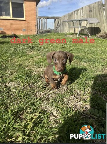 miniature dachshund puppies