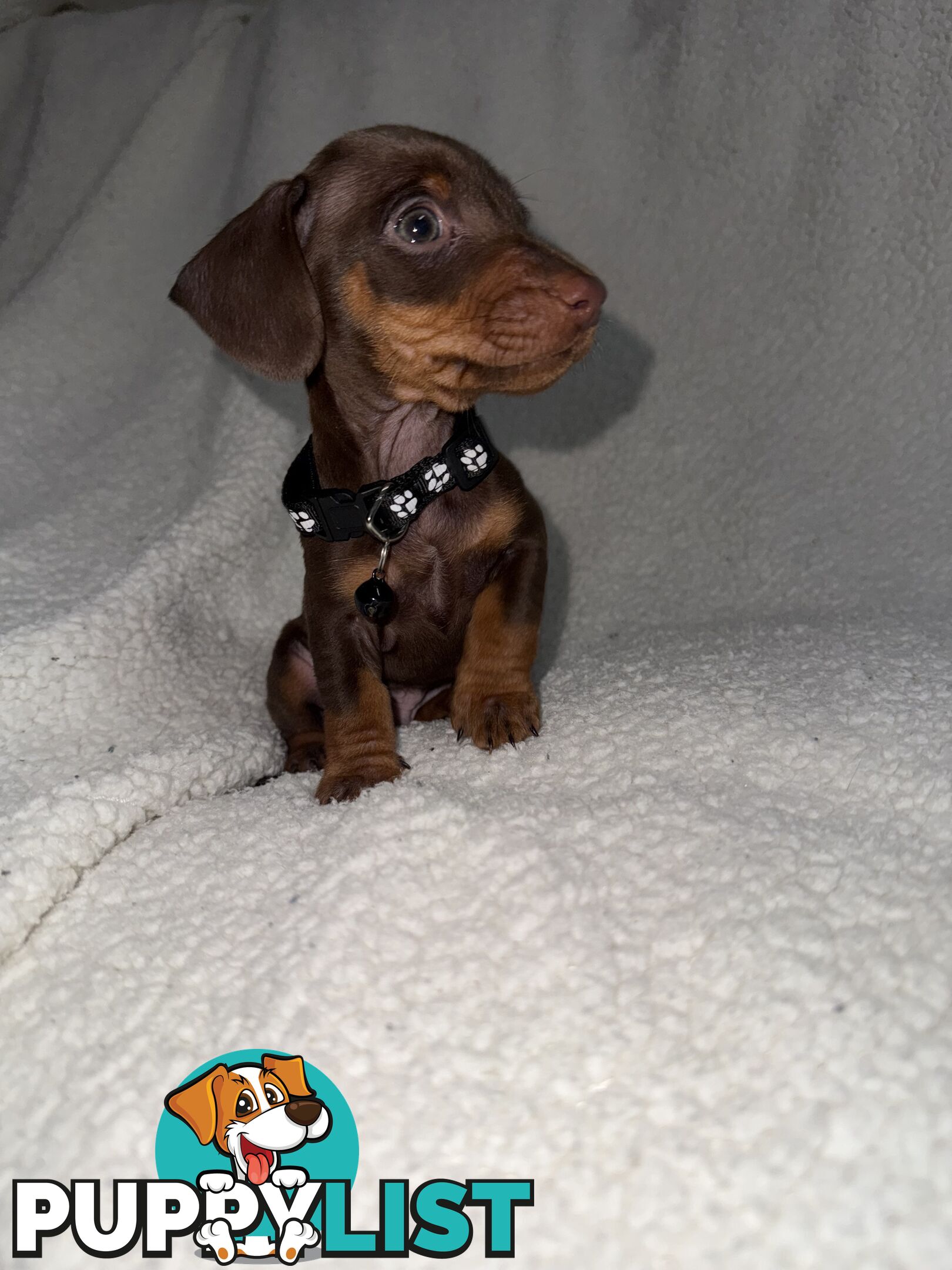 purebred miniature dachshund puppies