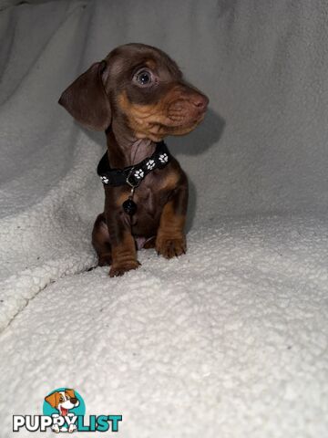purebred miniature dachshund puppies