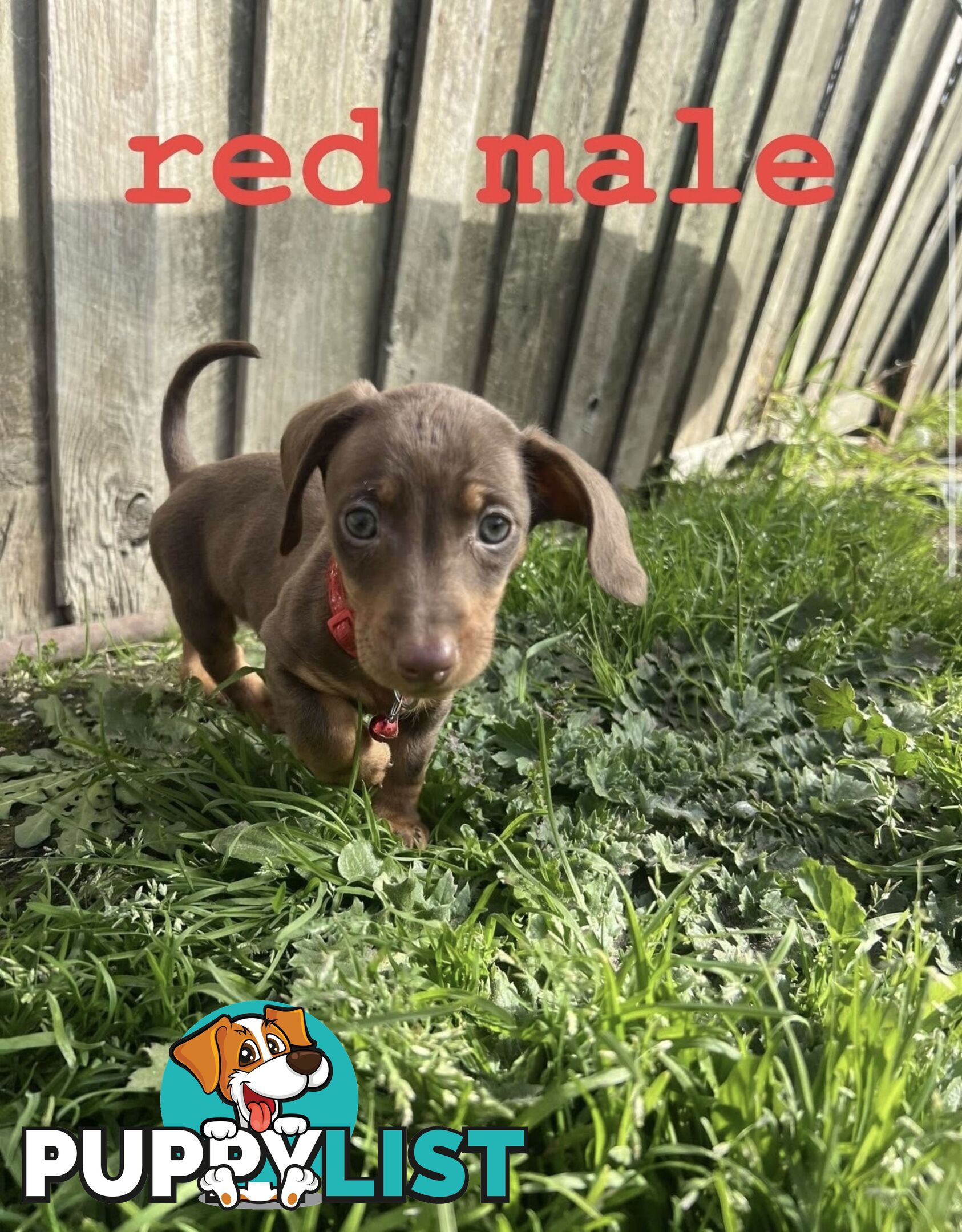 miniature dachshund puppies