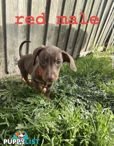 miniature dachshund puppies