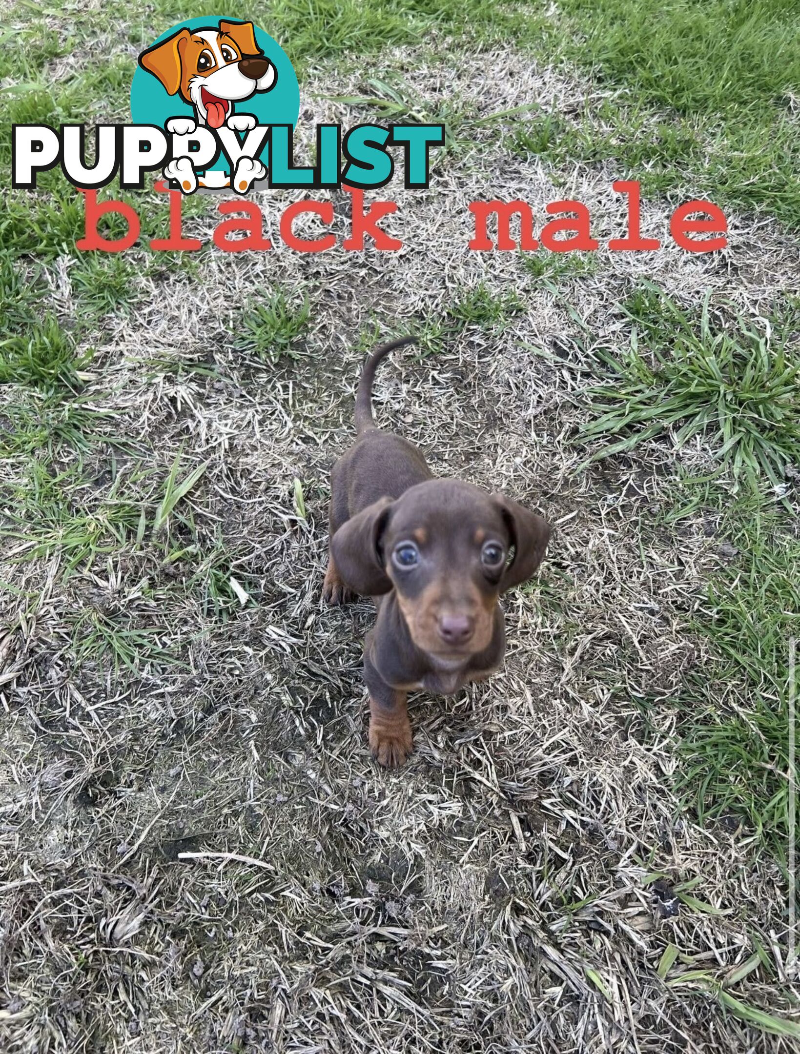 miniature dachshund puppies