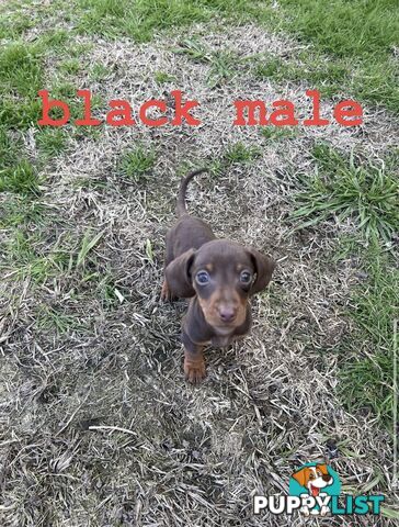 miniature dachshund puppies