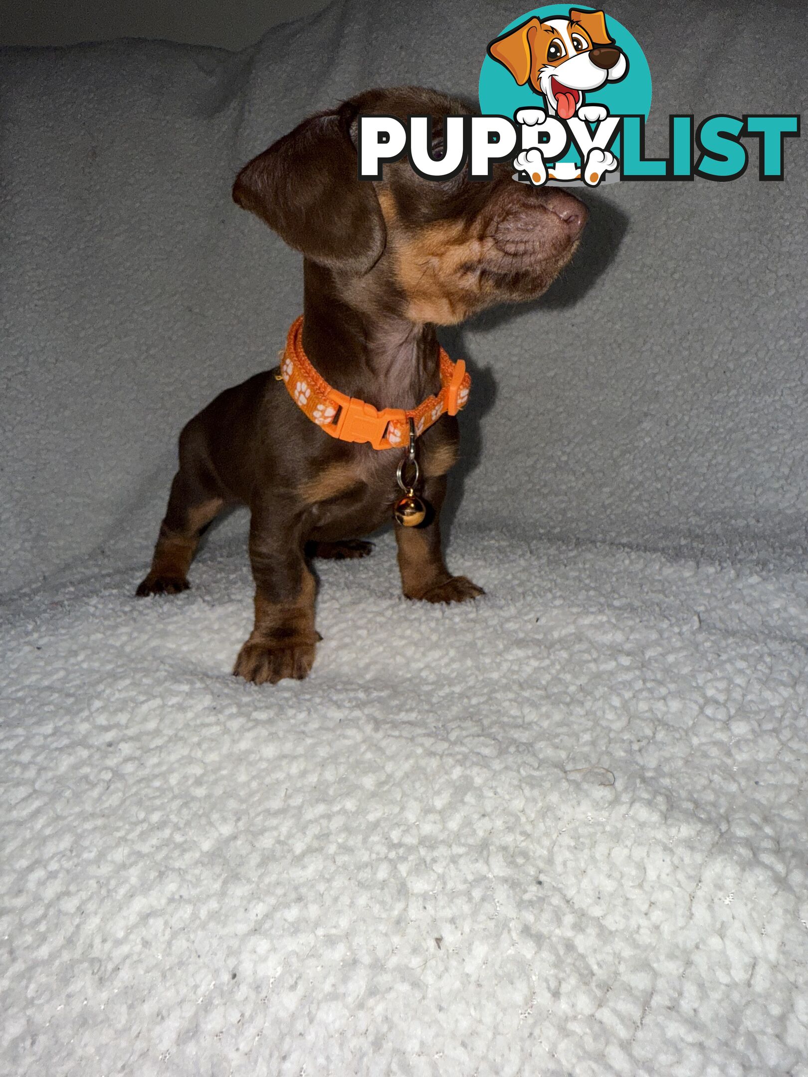 purebred miniature dachshund puppies