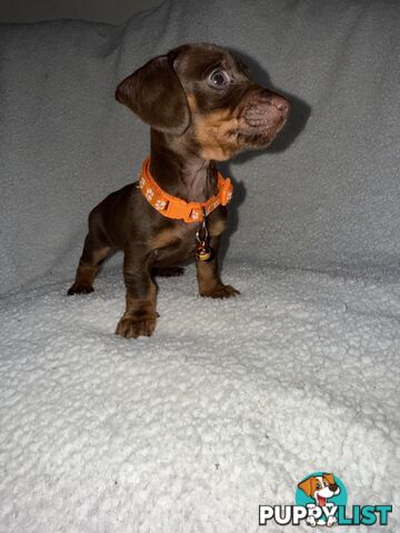 purebred miniature dachshund puppies
