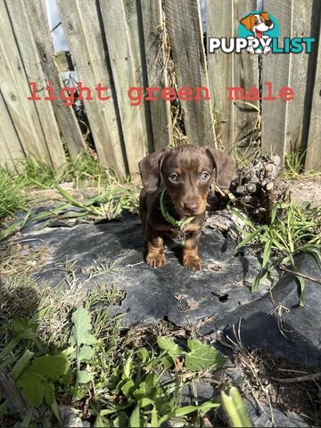 miniature dachshund puppies