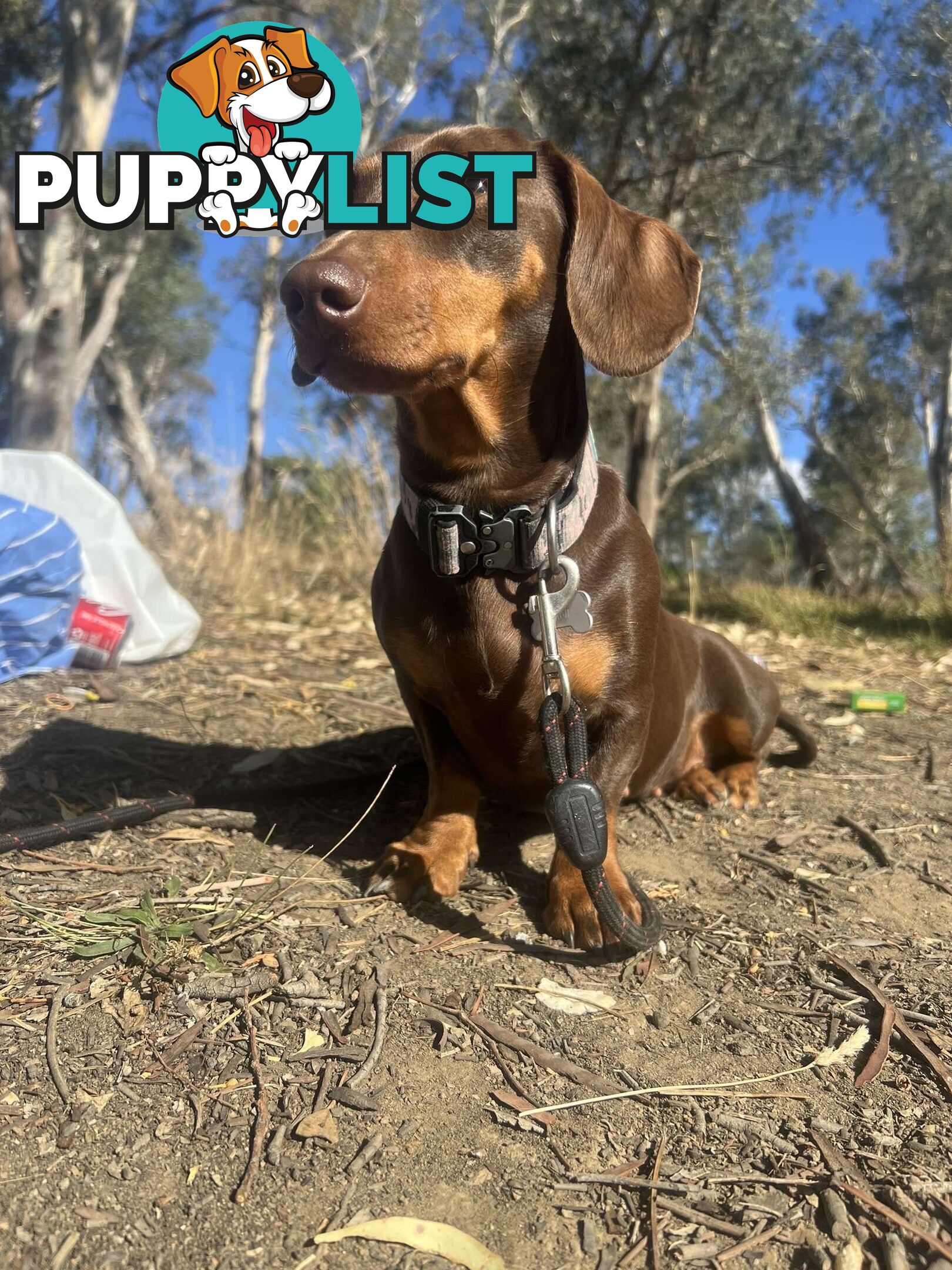 purebred miniature dachshund puppies