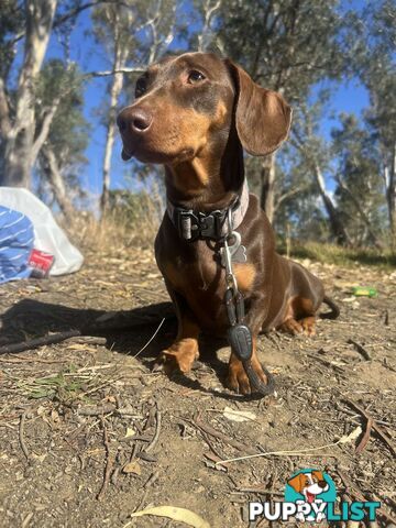 purebred miniature dachshund puppies