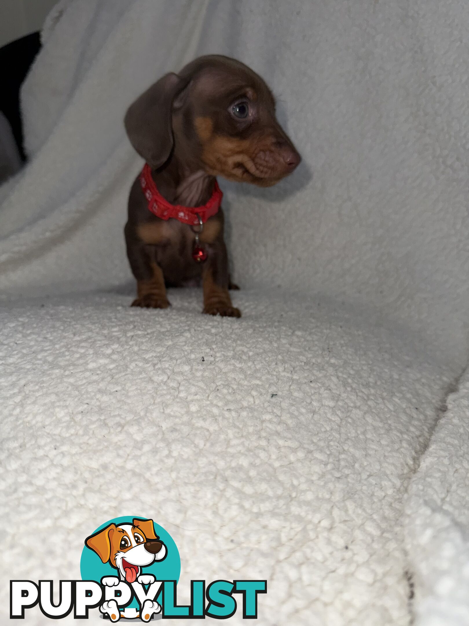 purebred miniature dachshund puppies