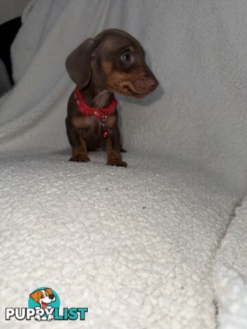 purebred miniature dachshund puppies
