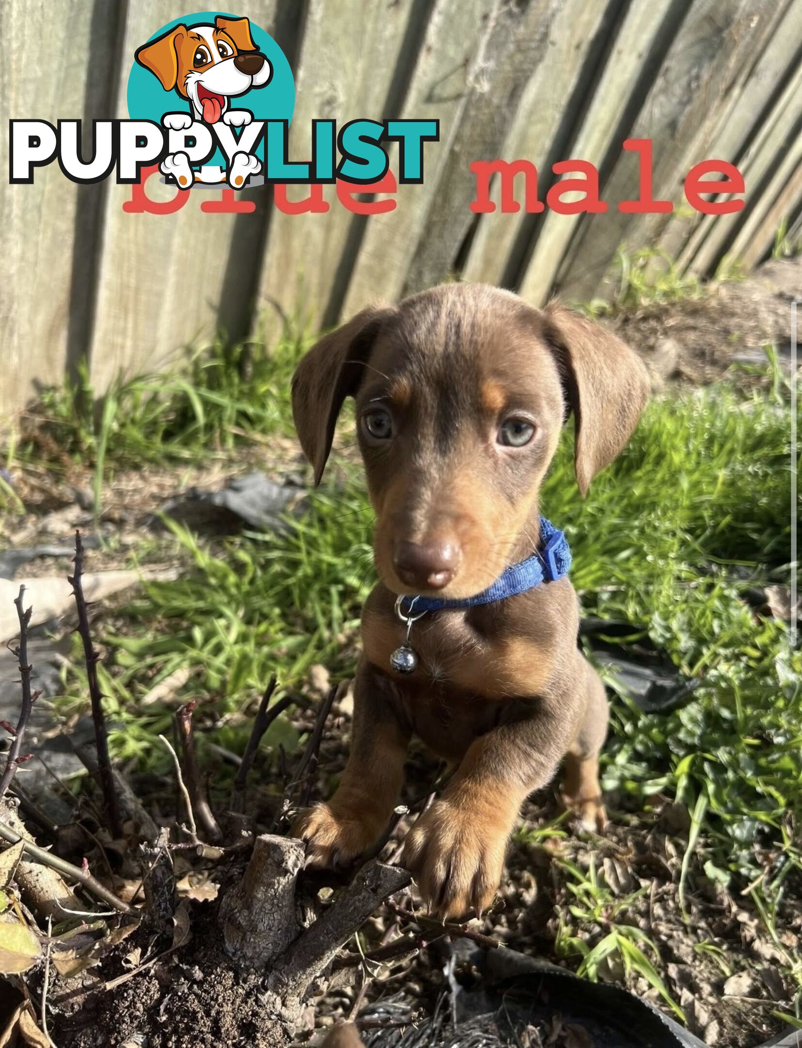miniature dachshund puppies