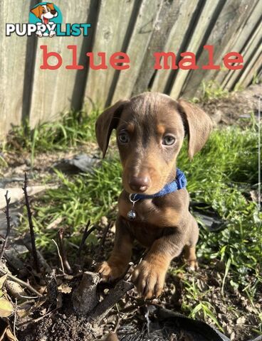 miniature dachshund puppies