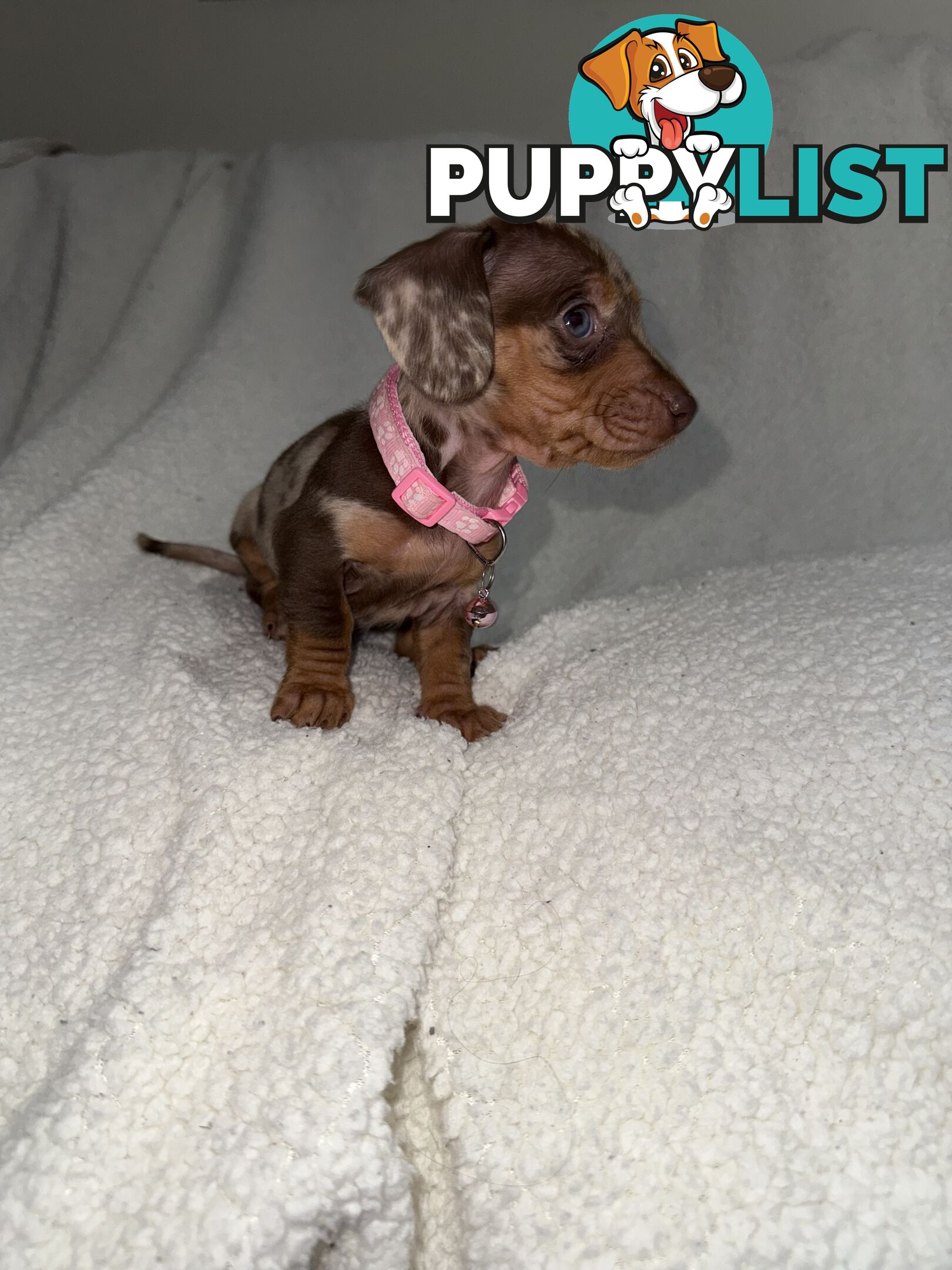 purebred miniature dachshund puppies