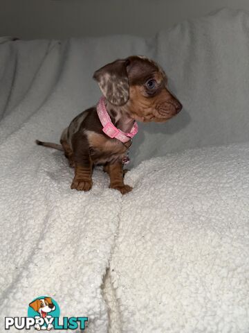 purebred miniature dachshund puppies