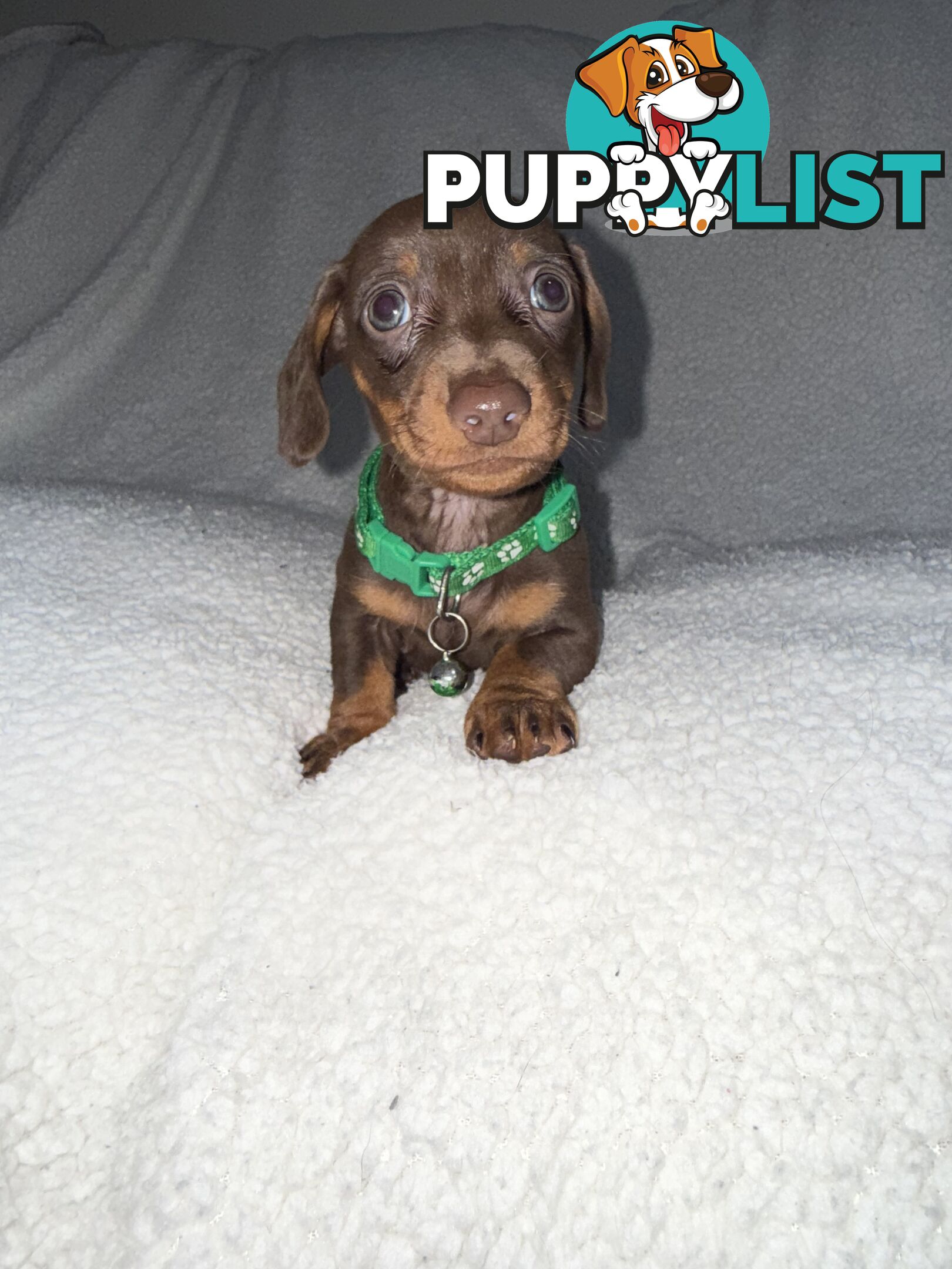 purebred miniature dachshund puppies
