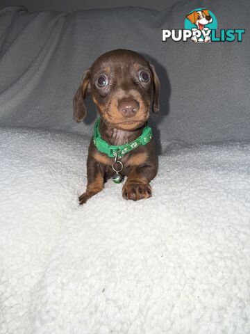 purebred miniature dachshund puppies