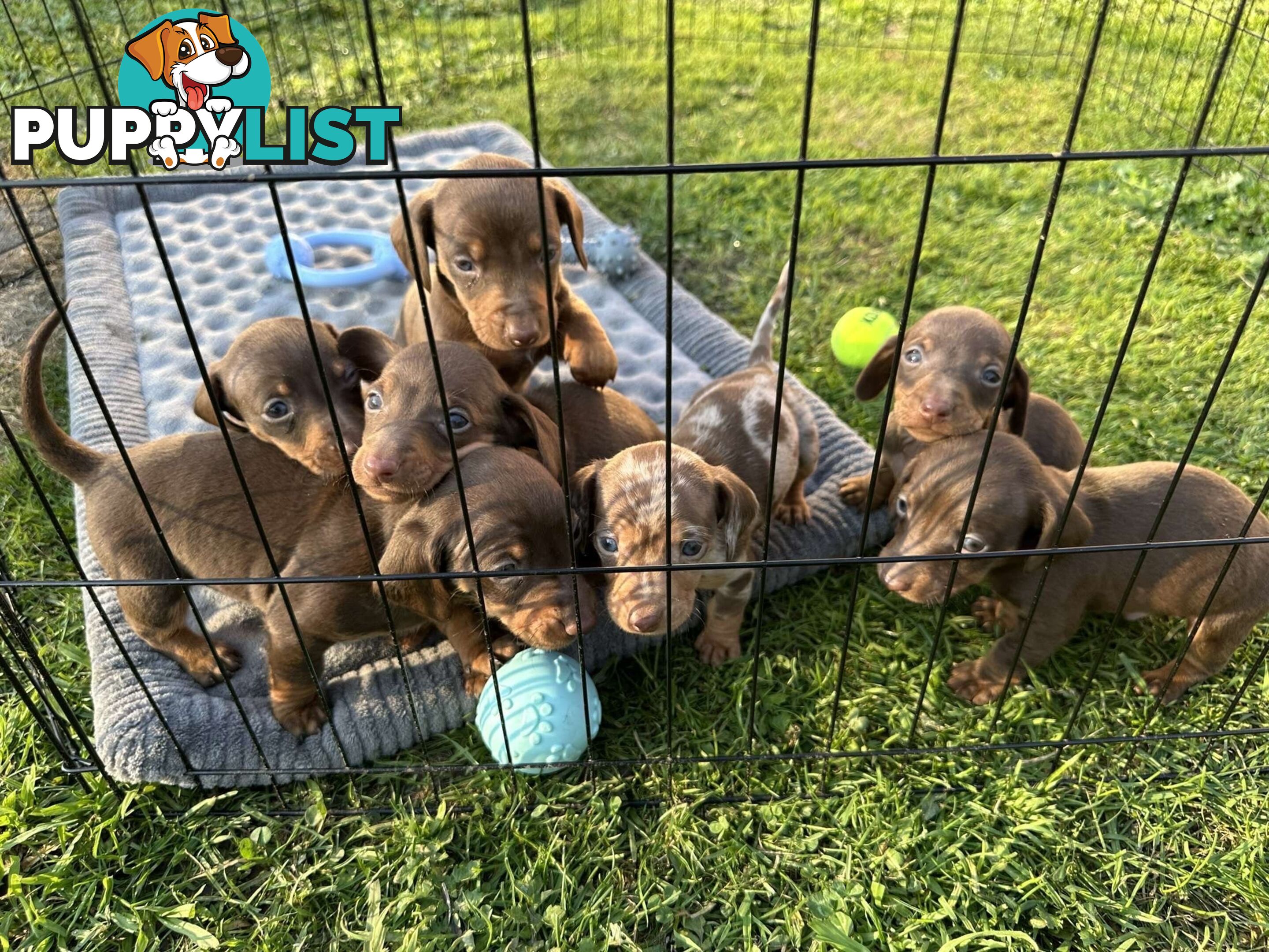 purebred miniature dachshund puppies