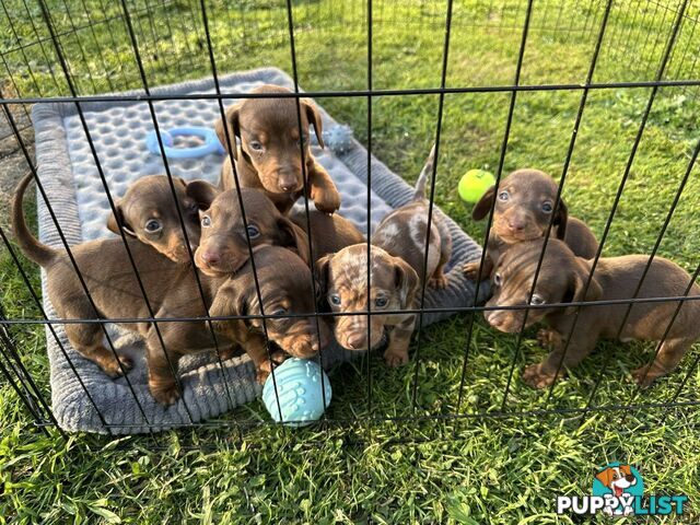 purebred miniature dachshund puppies