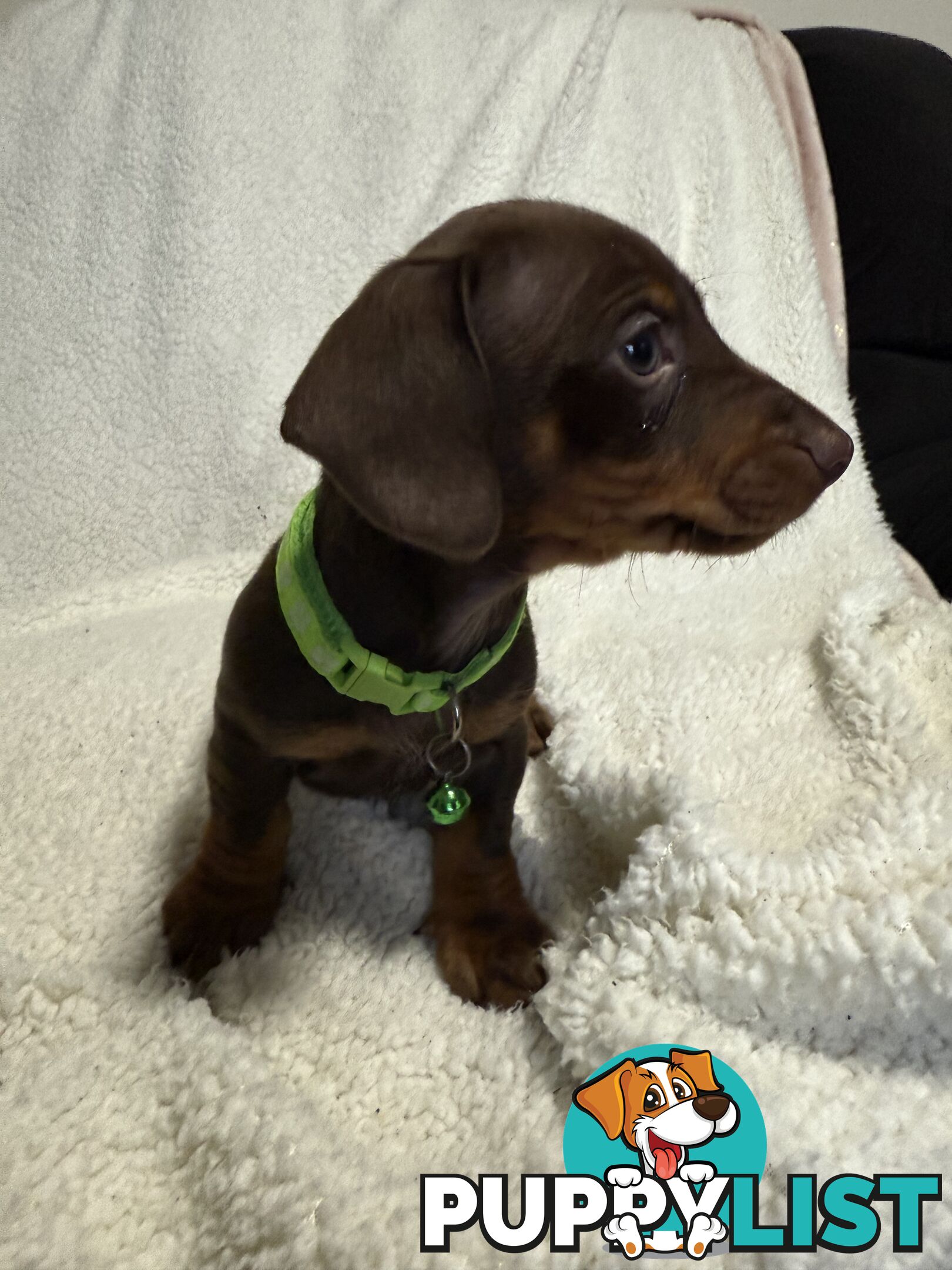 purebred miniature dachshund puppies
