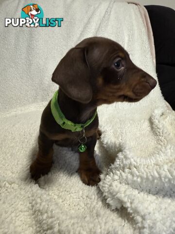 purebred miniature dachshund puppies