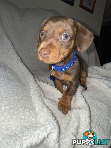 purebred miniature dachshund puppies