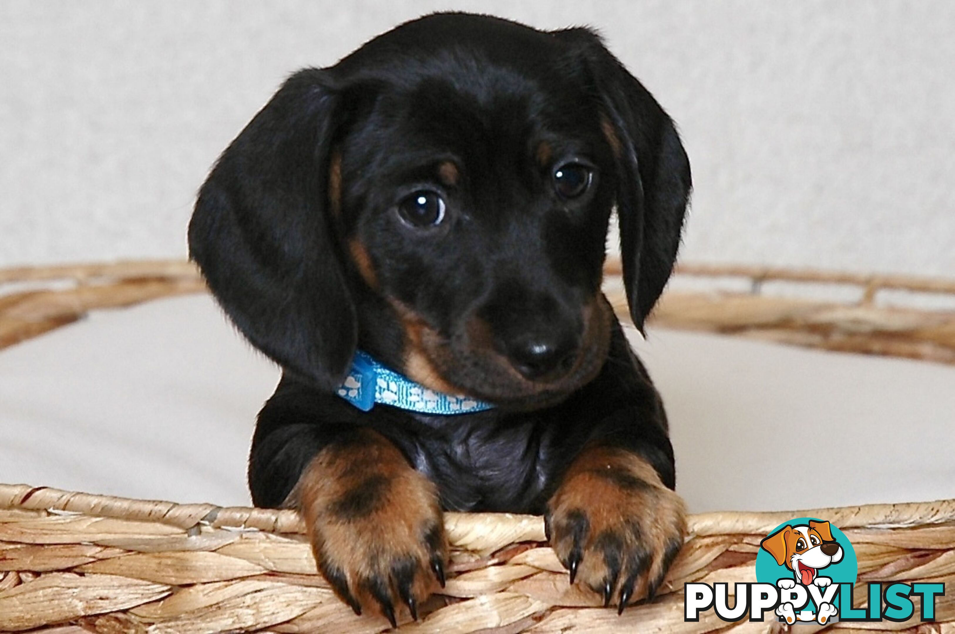 Miniature Dachshund Male