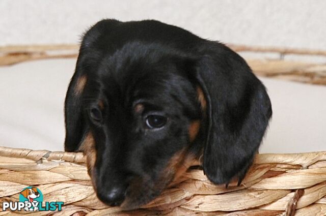 Miniature Dachshund Male