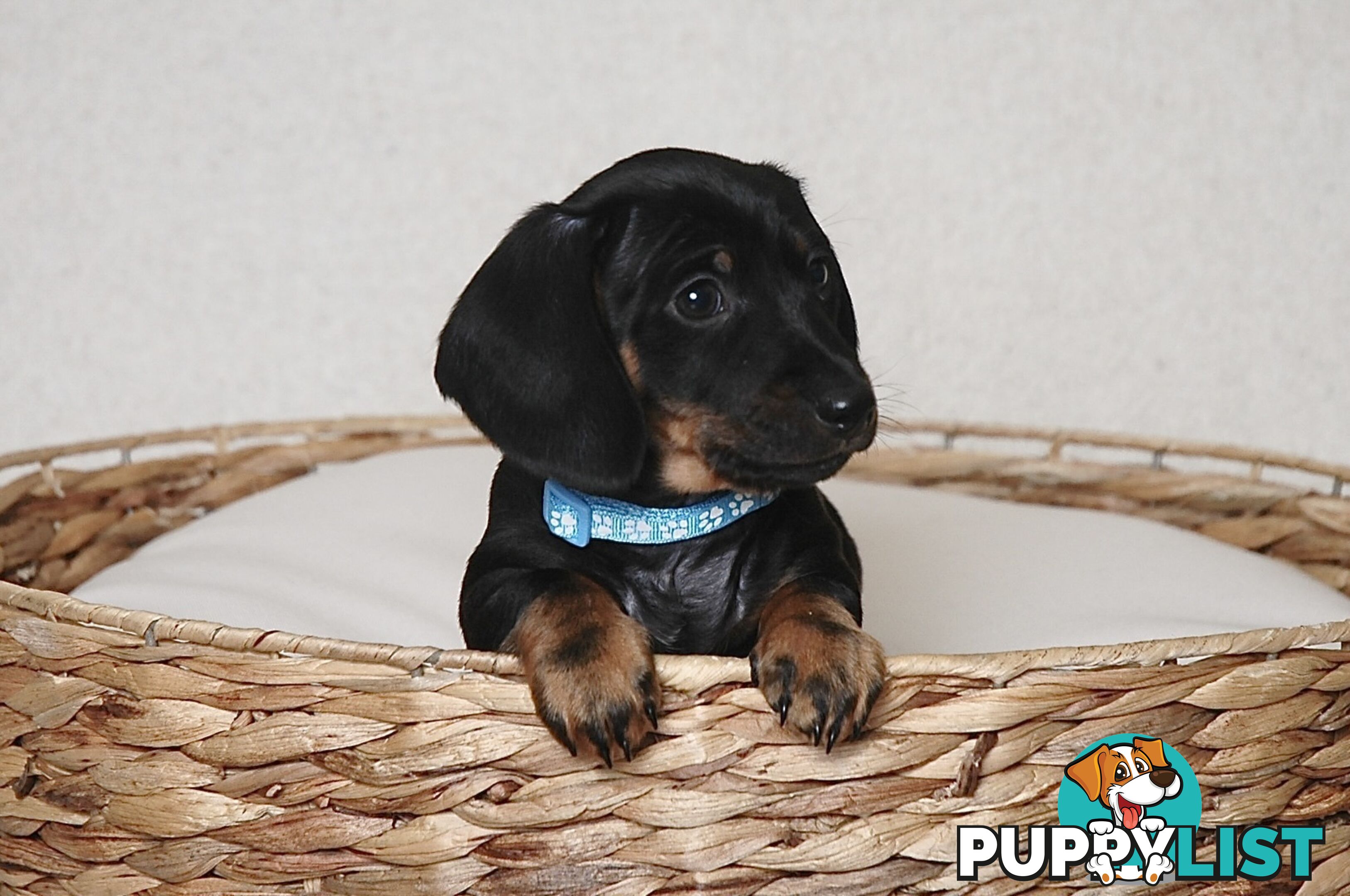 Miniature Dachshund Male