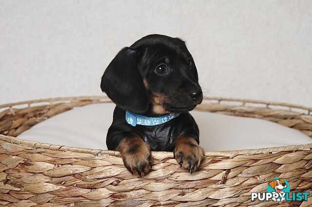 Miniature Dachshund Male