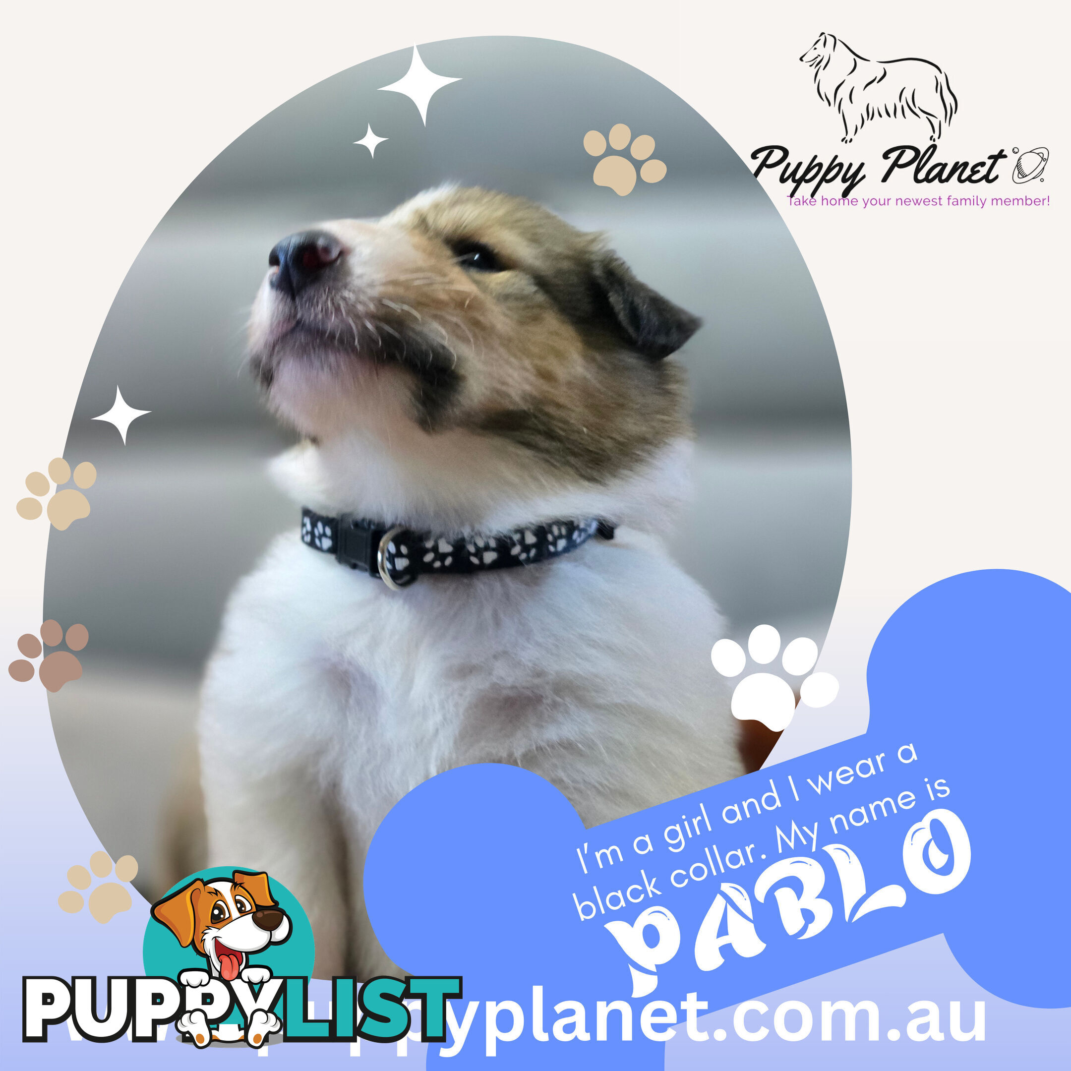 Purebred Rough Collie (Lassie) Puppies - Bring home your new family member (www.puppyplanet.com.au)