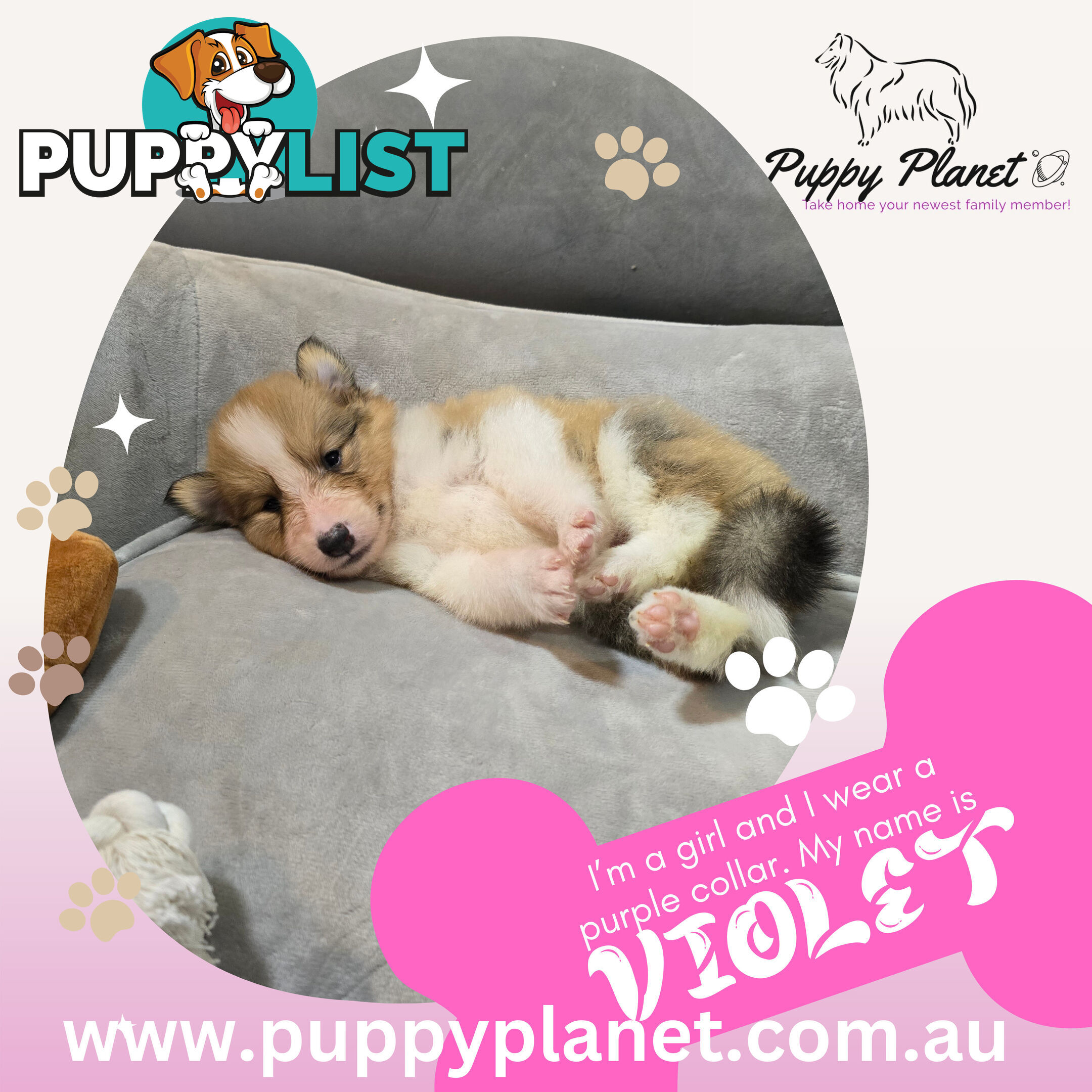 Purebred Rough Collie (Lassie) Puppies - Bring home your new family member (www.puppyplanet.com.au)