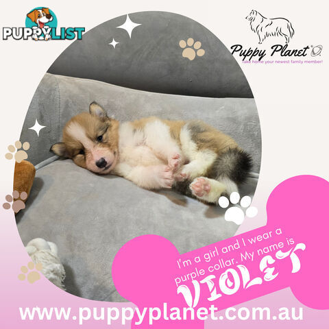 Purebred Rough Collie (Lassie) Puppies - Bring home your new family member (www.puppyplanet.com.au)