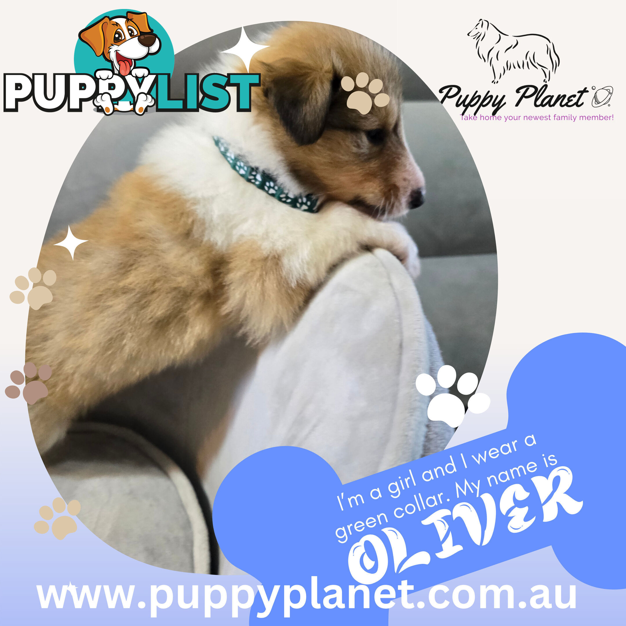 Purebred Rough Collie (Lassie) Puppies - Bring home your new family member (www.puppyplanet.com.au)